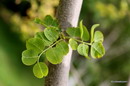 اقاقیای توپی(پیوندی)